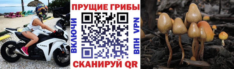 закладки  Карталы  Псилоцибиновые грибы прущие грибы 